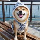 焱